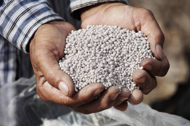 White chemical fertilizer in Asian farmer hand